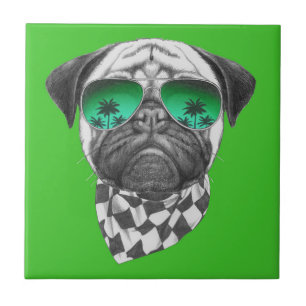 Pug de Miami