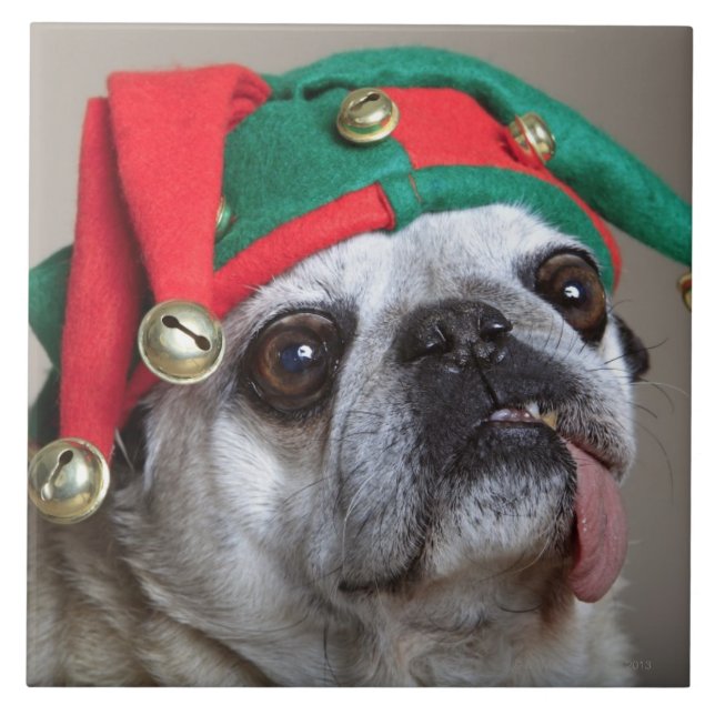 Pug de vista engraçado com a língua que pendura (Frente)