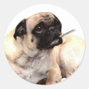 Pug doente com etiquetas do termômetro