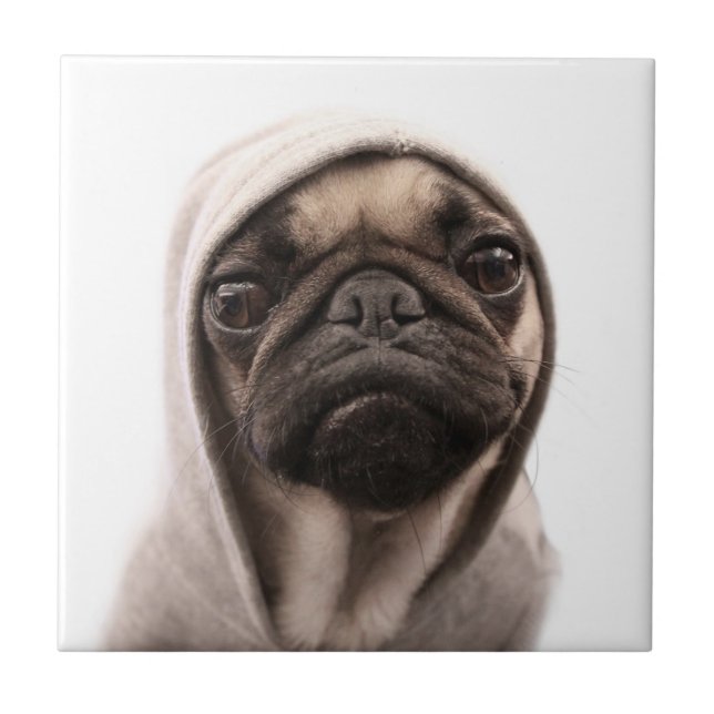Pug em um Hoodie (Frente)