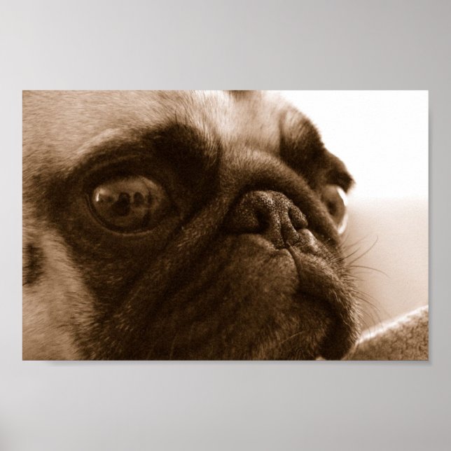 Pug na Sépia Poster (Frente)