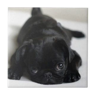 Pug Negro