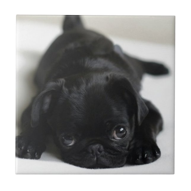 Pug Negro (Frente)