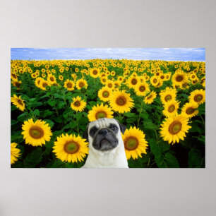 Pug no poster dos girassóis