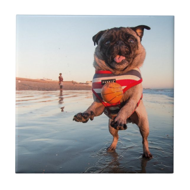 Pug Playing Ball on Beach (Frente)