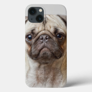 Pug Portrait