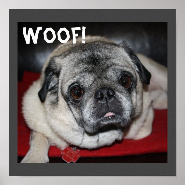 Pug Poster (Frente)