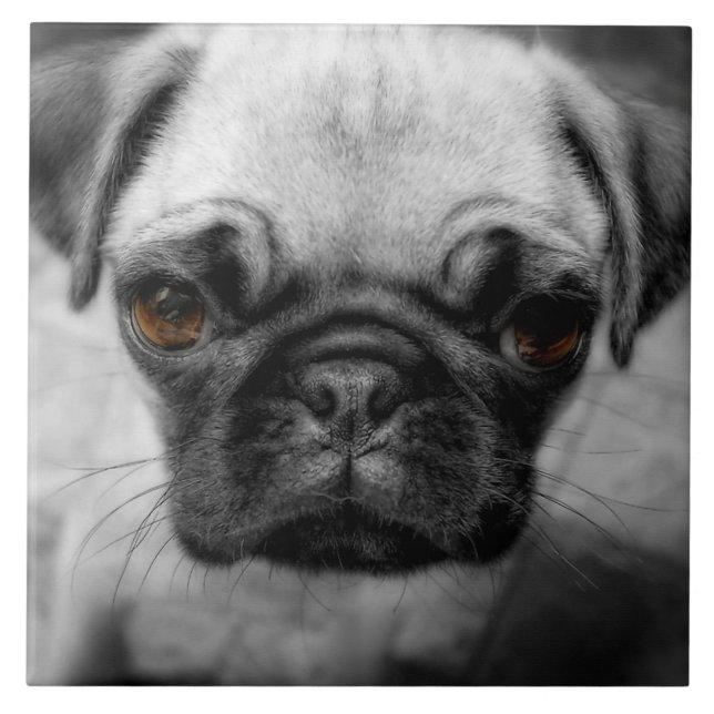 Pug Pup (Frente)