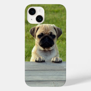 Pug Pup - Foto em Cute