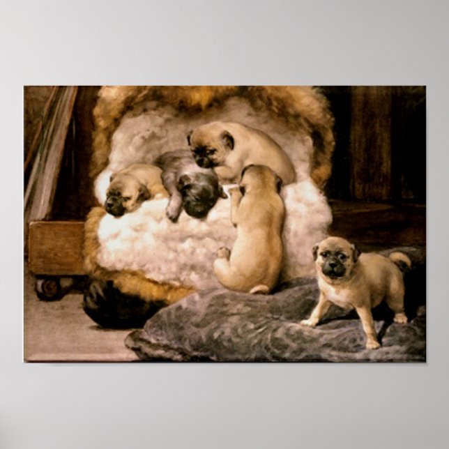 Pug Puppies Poster (Frente)