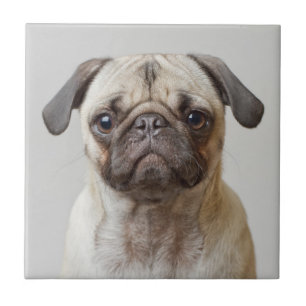 Pug Retrato