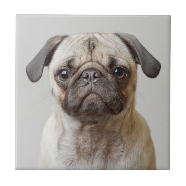 Pug Retrato (Frente)