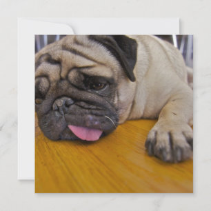 Pug um convite demais