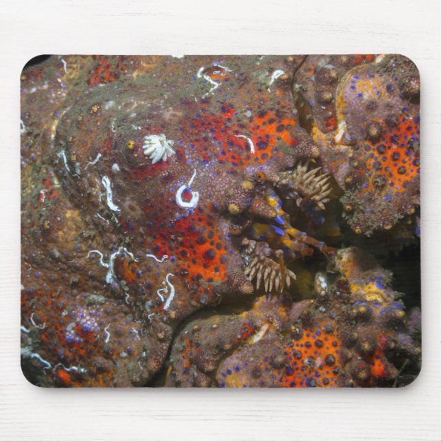 Puget Sound King Crab Mousepad (Frente)