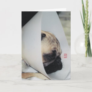Puggy Obtenha Um Cartão Bem Saudável