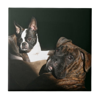 Pugilistas e Bostons: Twosome impressionante 2