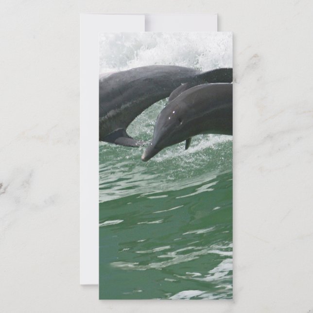 Pulando golfinhos (Frente)