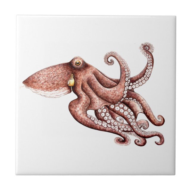 Pulpo - Octopus vulgaris (Frente)