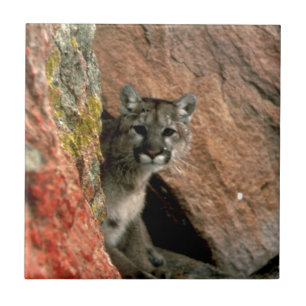 Puma - foto do leão de montanha