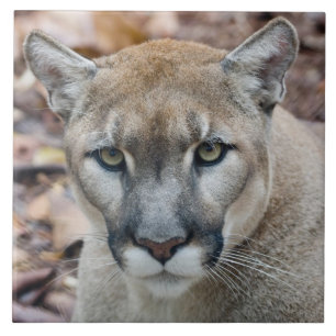 Puma, leão-da-montanha, pantera-da-flórida, Puma
