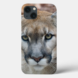 Puma, leão-da-montanha, pantera-da-flórida, Puma