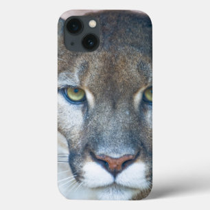 Puma, leão de montanha, pantera de Florida, puma 2