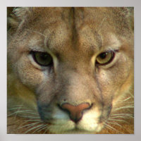 Puma Mountain Cat Poster Impressão