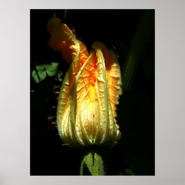 Pumpkins Blossoms Valor Poster Paper (Frente)