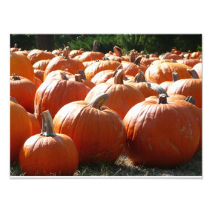 Pumpkins Foto para Queda, Dia das Bruxas ou Ação