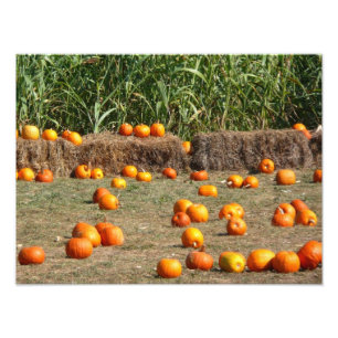 Pumpkins, Milho e Fotografia de Colheita de outono
