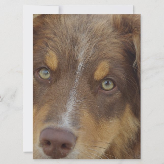 pup aussie red tri (Frente)