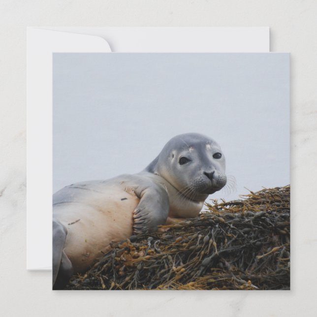 Pup de foca cúbica (Frente)