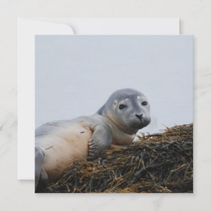 Pup de foca cúbica