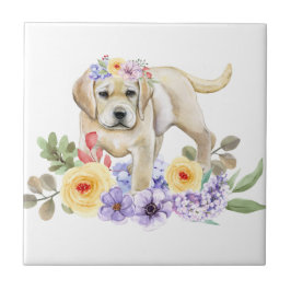 Puppia de laboratório amarela