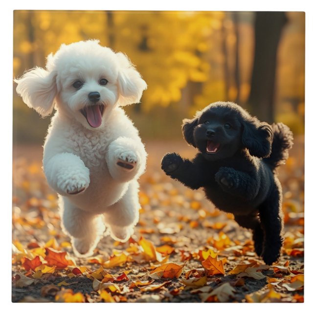 Puppies de Poodle (Frente)