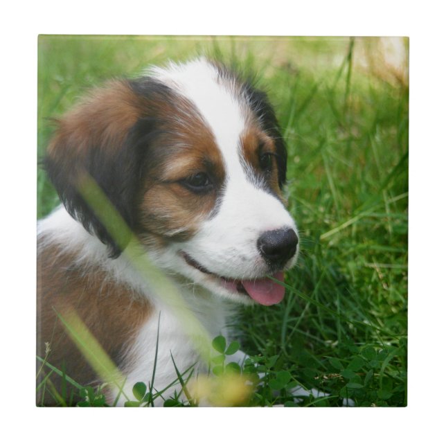 Puppy (Frente)