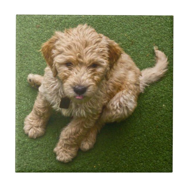 Puppy Adorável (Frente)