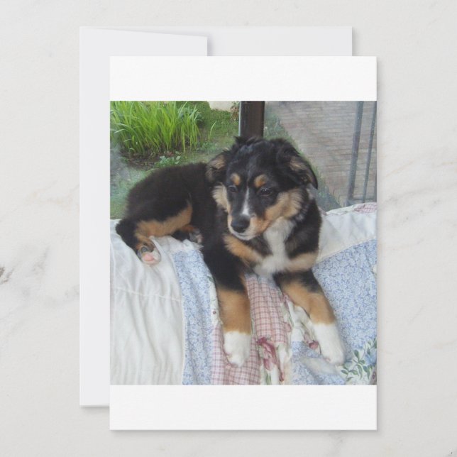 puppy aussie (Frente)