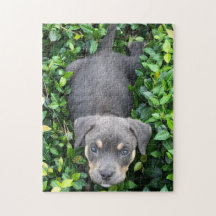Puppy Brincando Em Quebra-cabeça