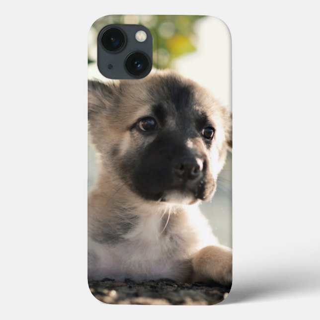 Puppy do german shepherd sobre a borda (Verso)
