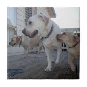 Puppy Kisses: Cream Color Labrador Family Love,
