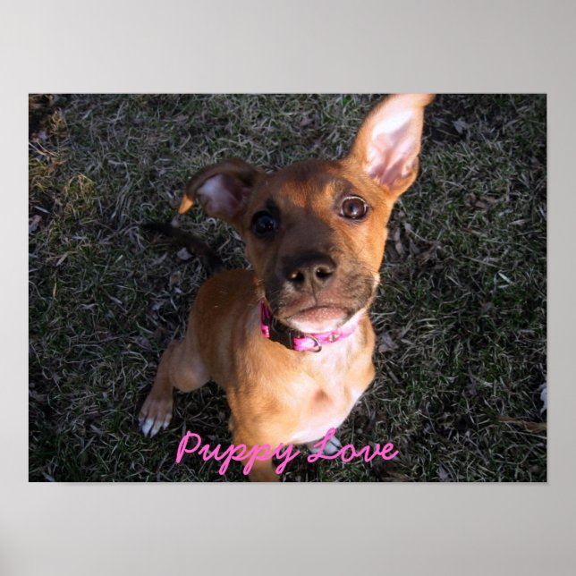 Puppy Love poster (Frente)