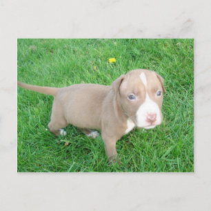 PUPPY PITBULL NO CARTÃO POSTAL GRASS