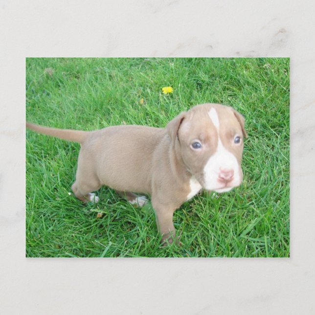 PUPPY PITBULL NO CARTÃO POSTAL GRASS (Frente)