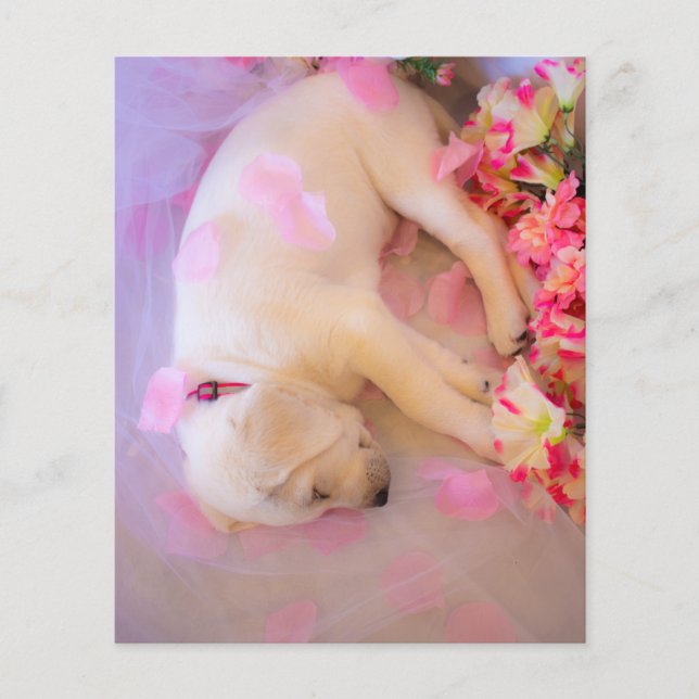 Puppy Sleepy Veil 01 (Frente)