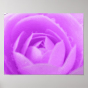 Purple Camellia Impressão