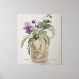 Purple Cape Primrose Watercolor Canvas Print