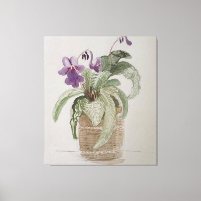 Purple Cape Primrose Watercolor Canvas Print (Frente)