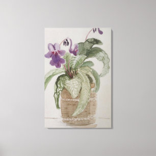 Purple Cape Primrose Watercolor Canvas Print