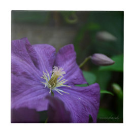 Purple Clematis